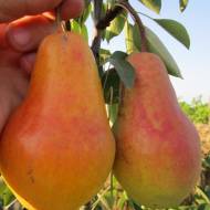 Саджанець Груша Кавказ в контейнері